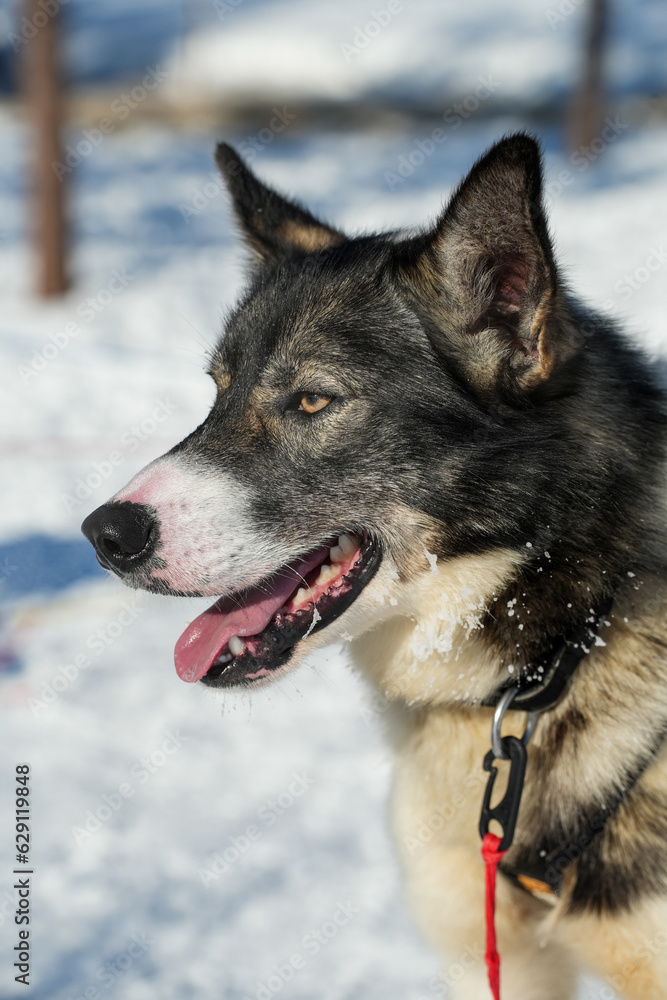 Sibirische Husky Schlittenhunde in Alta Norwegen im Winter