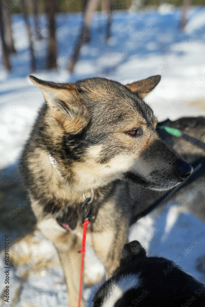 Fototapeta premium Sibirische Husky Schlittenhunde in Alta Norwegen im Winter