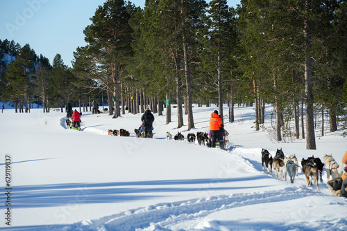 Sibirische Husky Schlittenhunde in Alta Norwegen im Winter photo