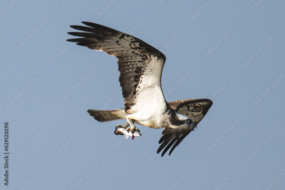 Obraz premium 魚を運ぶミサゴ