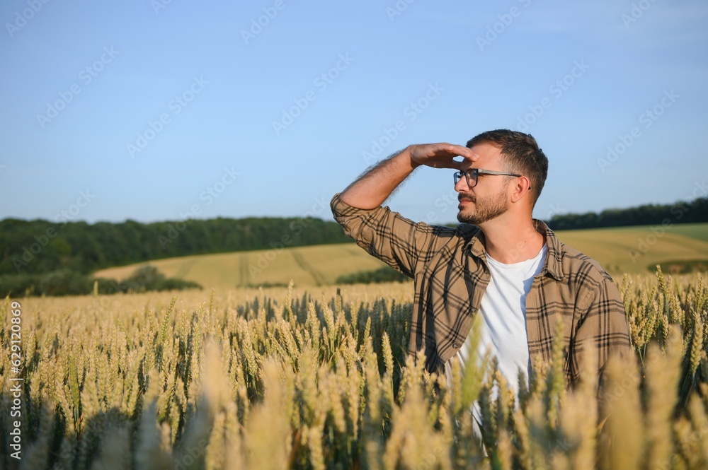 Man farmer in wheat field at sunset. Farming and agricultural harvesting. Man farmer in wheat field at sunset. Farming and agricultural harvesting.
