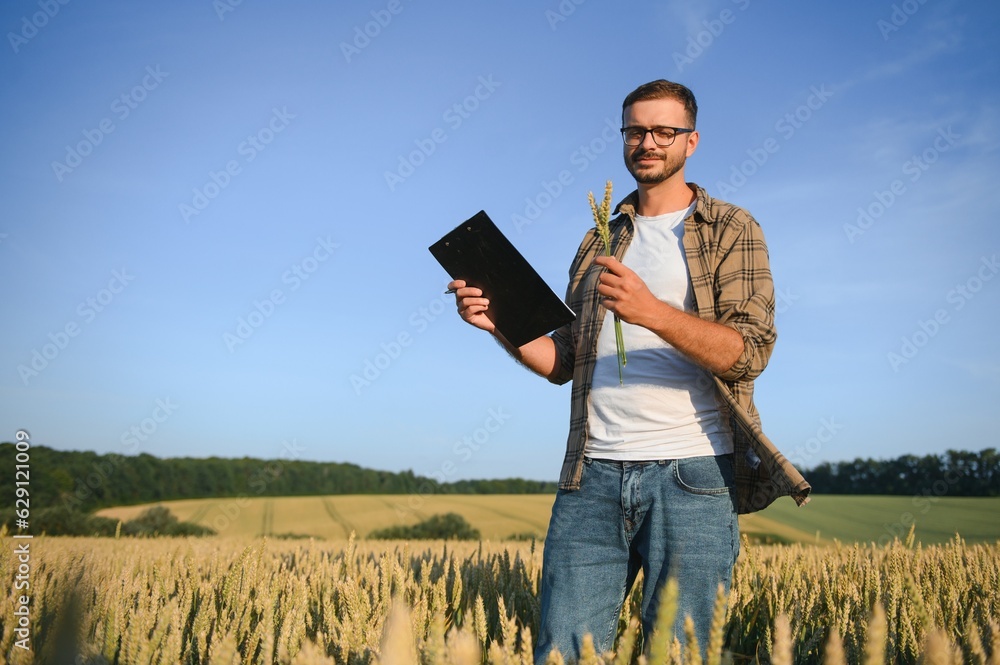 Farmer examining crops crouching in wheat farm Farmer examining crops crouching in wheat farm