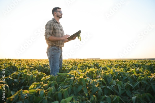 farmer agronomist in soybean field checking crops. Organic food production and cultivation