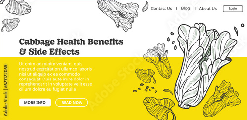 Cabbage health benefits and side effects vector