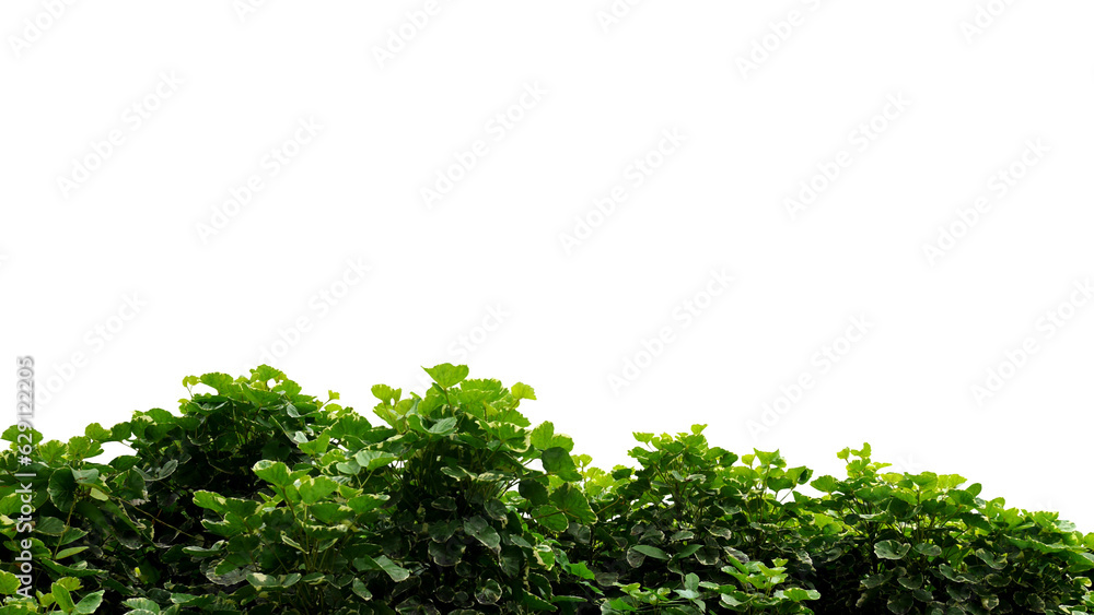 Obraz premium Isolated image of green bush on png file at transparent background.