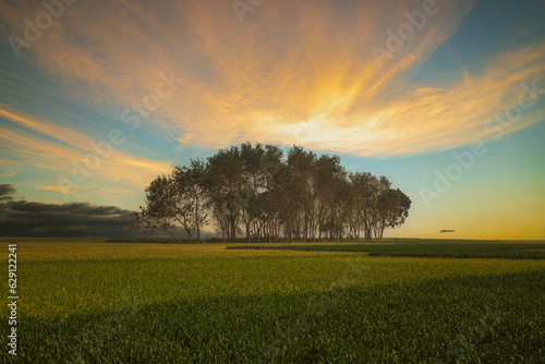 sunset over the field