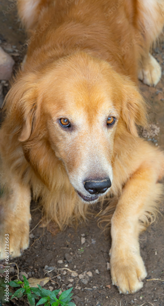 Golden haired dog golden retriever dog Cute face lying crouched on the ground. Golden haired dog golden retriever dog Cute face lying crouched on the ground.