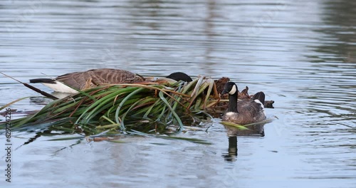 Mother Canada Goose and Gosling Foraging on Cattail Plants Slow Motion