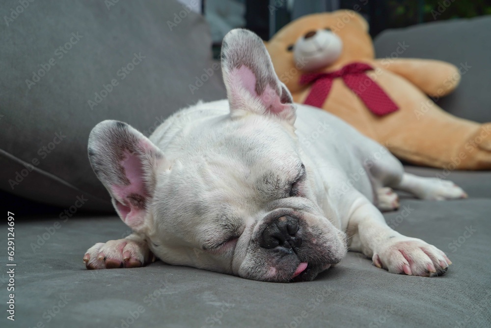 French bulldog sleeping on a comfy sofa French bulldog sleeping on a comfy sofa