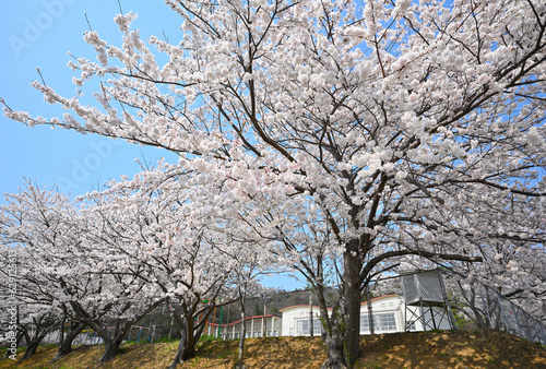 島根町の桜