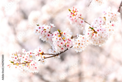 島根町の桜 © 児島 写真店