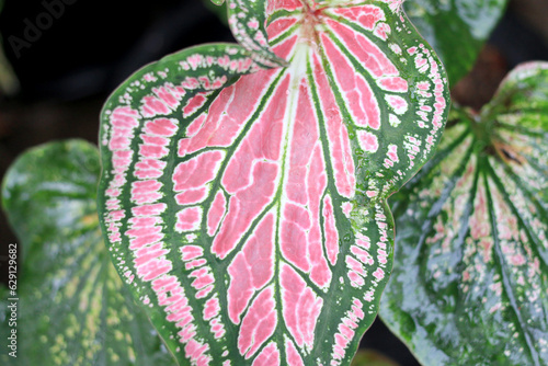 Beautiful green tree caladium 'Thai Beauty'('Hok Long') is a beautiful Caladium with pink, green, and white coloration in the leaves in the garden