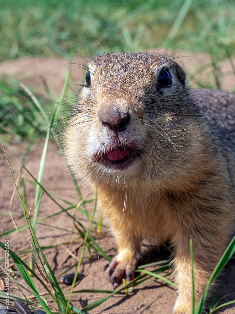 Fototapeta premium The prairie dog peeking out from his hole and looking into the camera. Close-up
