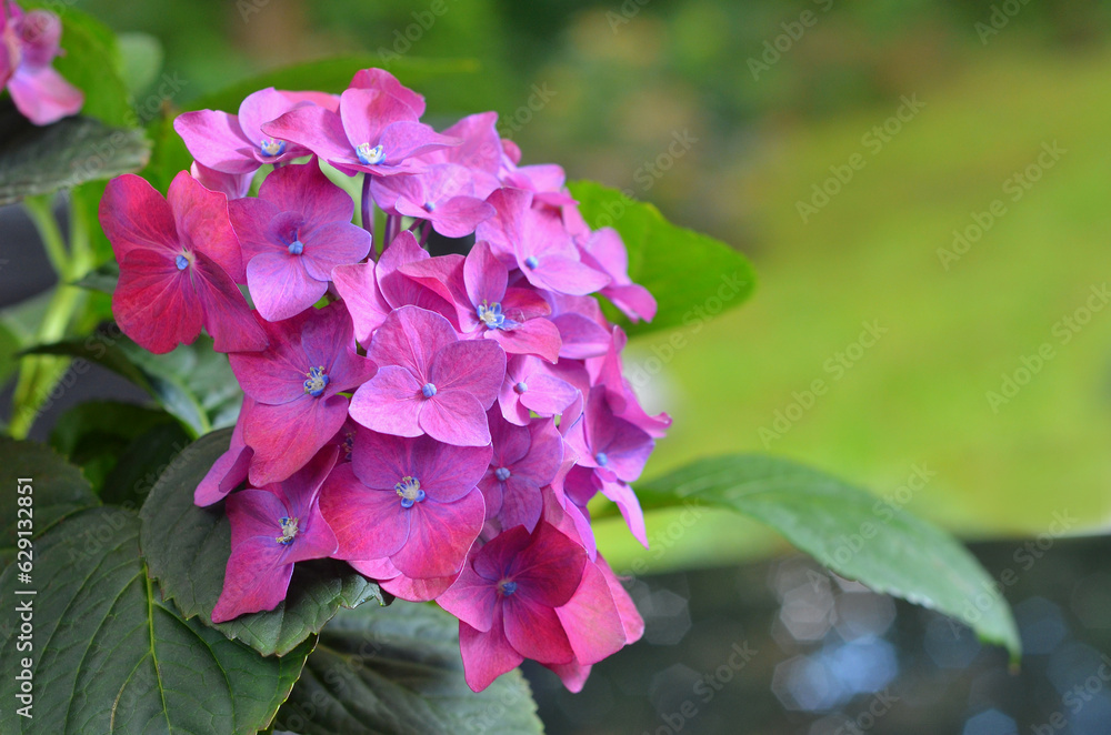 Beautiful bright pink-purple blooming 'Let’s Dance Big Band' Hydrangea flower against natural blurred summer background .Closeup photo outdoors. Gardening, landscaping concept. Free copy space. Beautiful bright pink-purple blooming 'Let’s Dance Big Band' Hydrangea flower against natural blurred summer background .Closeup photo outdoors. Gardening, landscaping concept. Free copy space.
