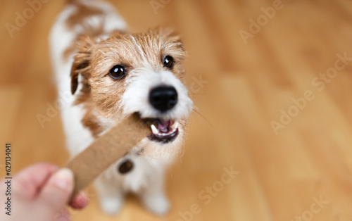 Hand giving snack treat to a healthy dog. Teeth cleaning, pet dental care banner, background.