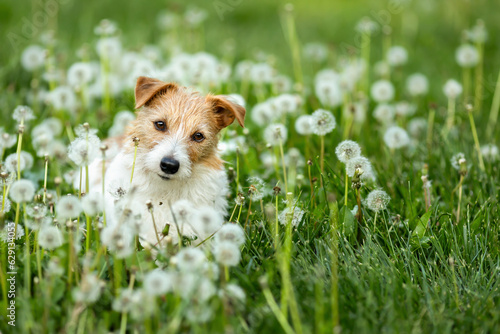 Fototapeta Naklejka Na Ścianę i Meble -  Happy healthy dog sitting in a dandelion blowball flower herb field. Pet in the nature background.