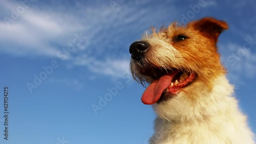 Cute dog panting on a blue sky background. Dog head, tongue, nose and teeth.