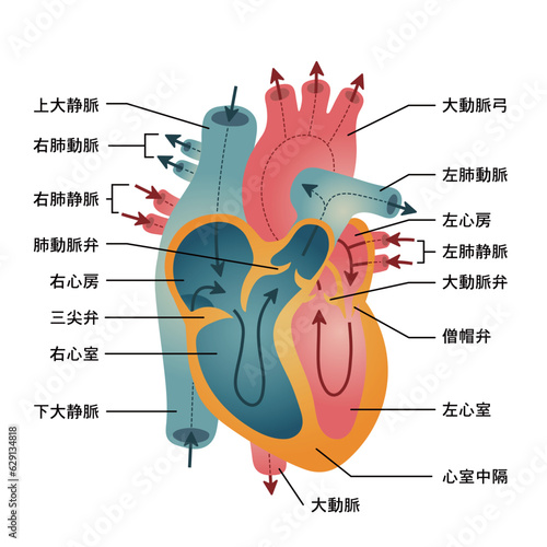 心臓のはたらきと流れの図解2