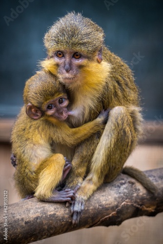 Southern Talapoin Monkey baby with mum photo