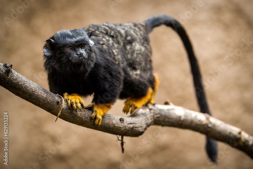 Red-handed tamarin monkey in zoopark