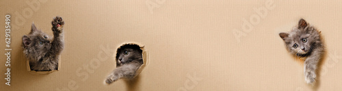 Fotografie Grey kittens stuck their muzzles out holes in cardboard.