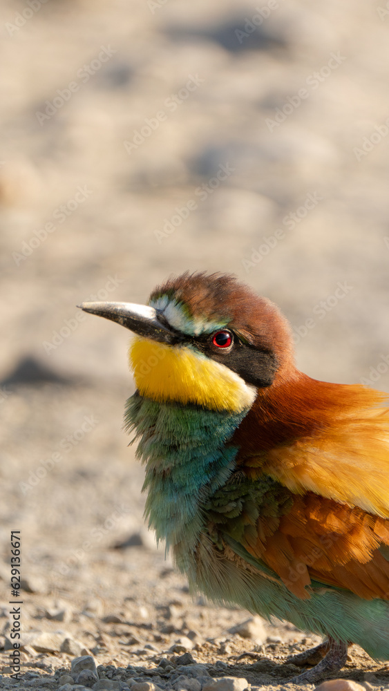 Fototapeta premium European Bee-eater chilling in the sand