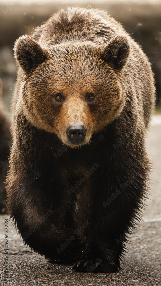 Fototapeta premium brown bear, Ursus arctos, from Romania
