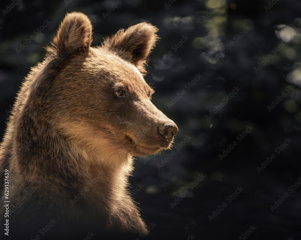 Fototapeta premium brown bear, Ursus arctos, from Romania