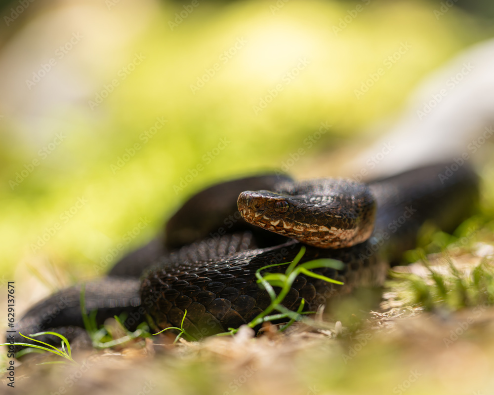 Fototapeta premium Adder, Vipera berus, Melanistic female