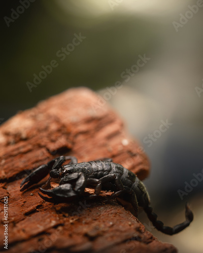 small black Carpathian scorpion from Romania photo