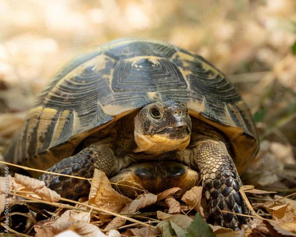 Greek tortoise, trusto graeca portrait Greek tortoise, trusto graeca portrait