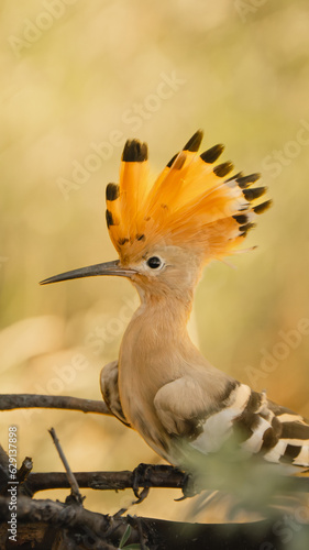 nature, wildlife, hoopoe, wild, bird, animal, beautiful, colorful, wing, feather, beak, isolated, background, cute, fauna, forest, illustration, tropical, crest, vector, upupa, summer, epops,  © Matei