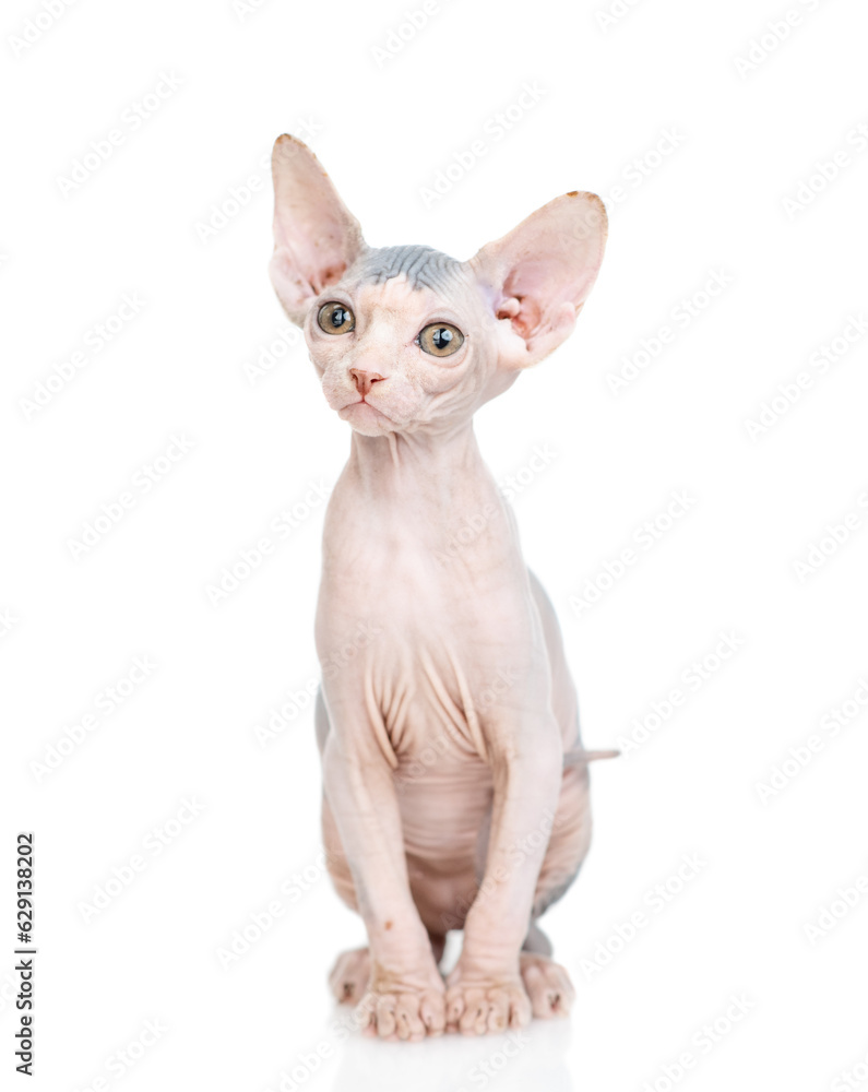 Sphynx kitten sits in front view and looks up. isolated on white background