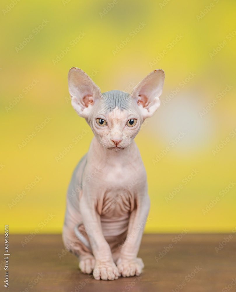 Sphynx kitten sits in front view and looks at camera at summer park
