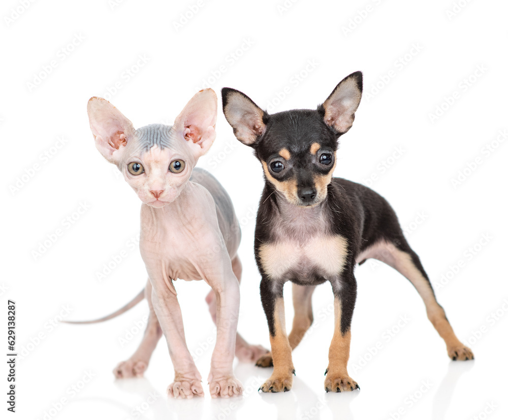 Toy terrier puppy and sphynx kitten sit together.  isolated on white background