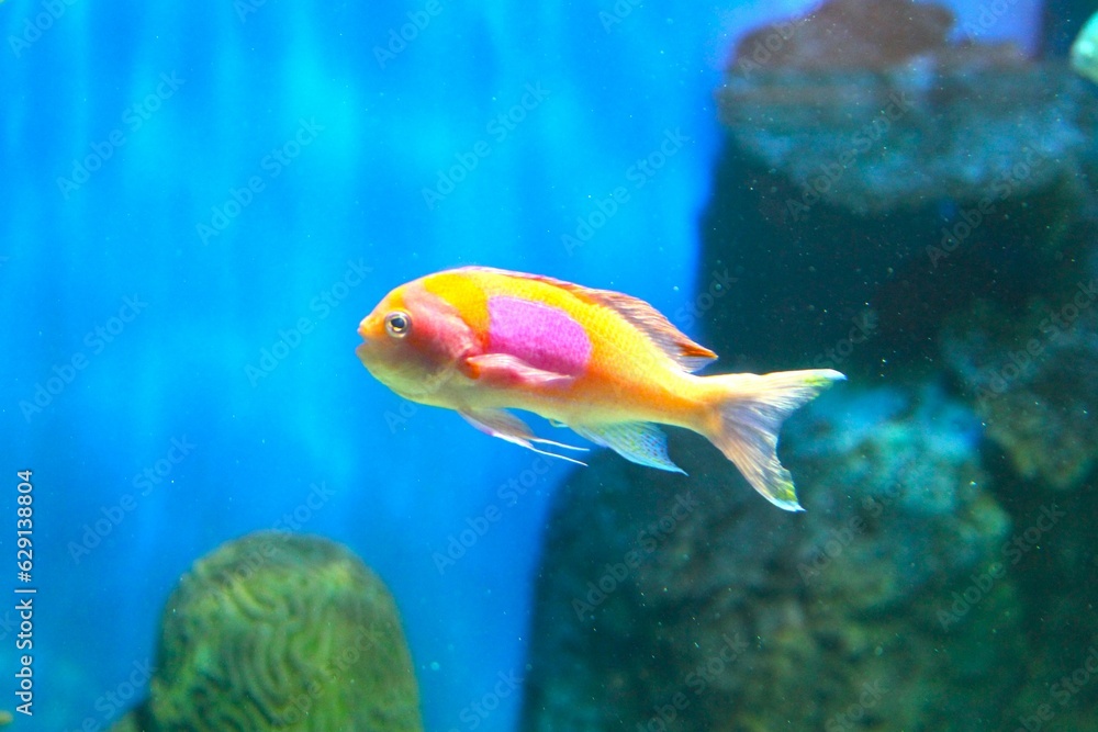 Fototapeta premium スミレナガハナダイ