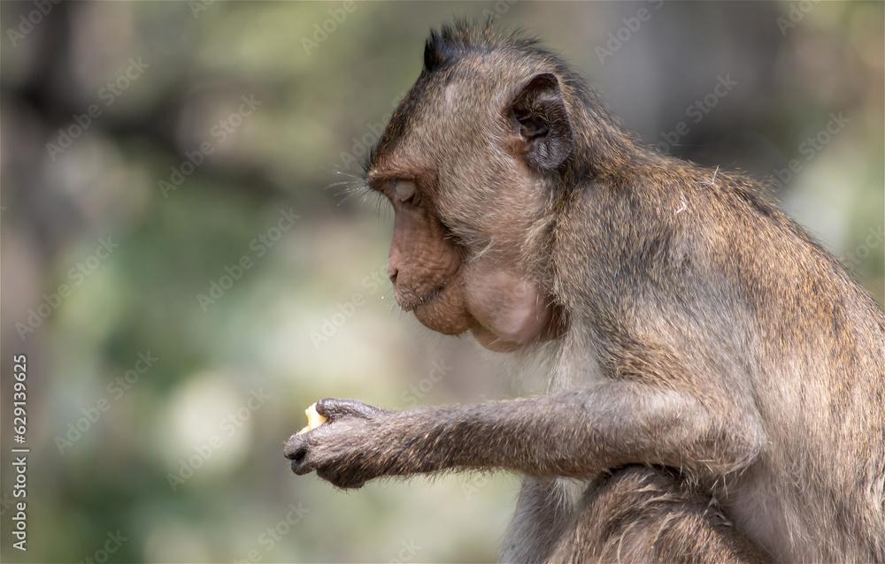 Macaque eats banana in tropical nature, Thailand