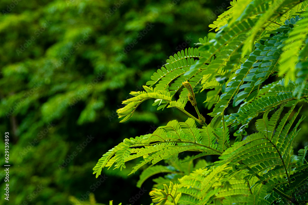 Background Beautiful nature tree green Background Beautiful nature tree green