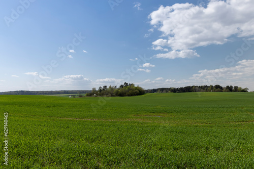 a field with green wheat sprouts in the spring season © rsooll