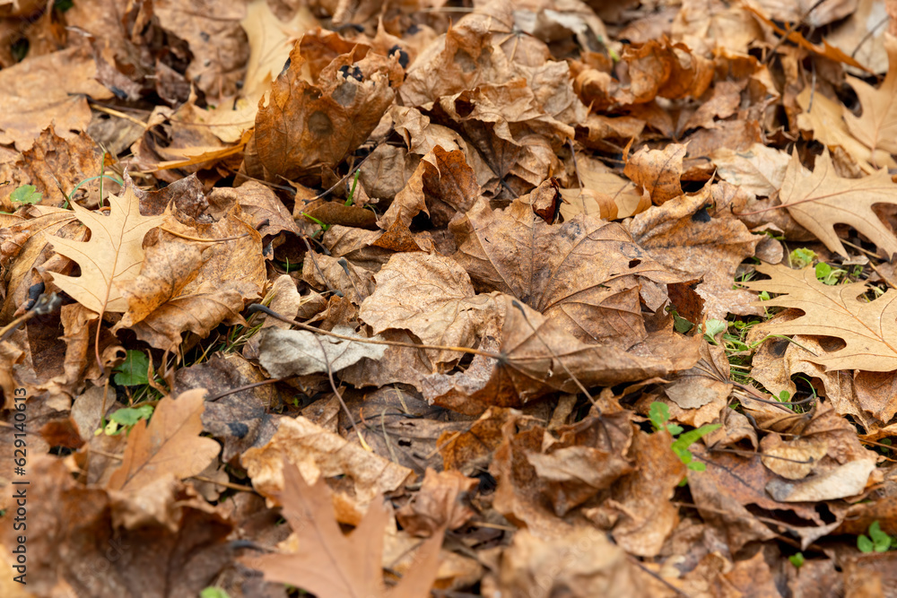 Dull orange foliage on trees in autumn cloudy weather Dull orange foliage on trees in autumn cloudy weather