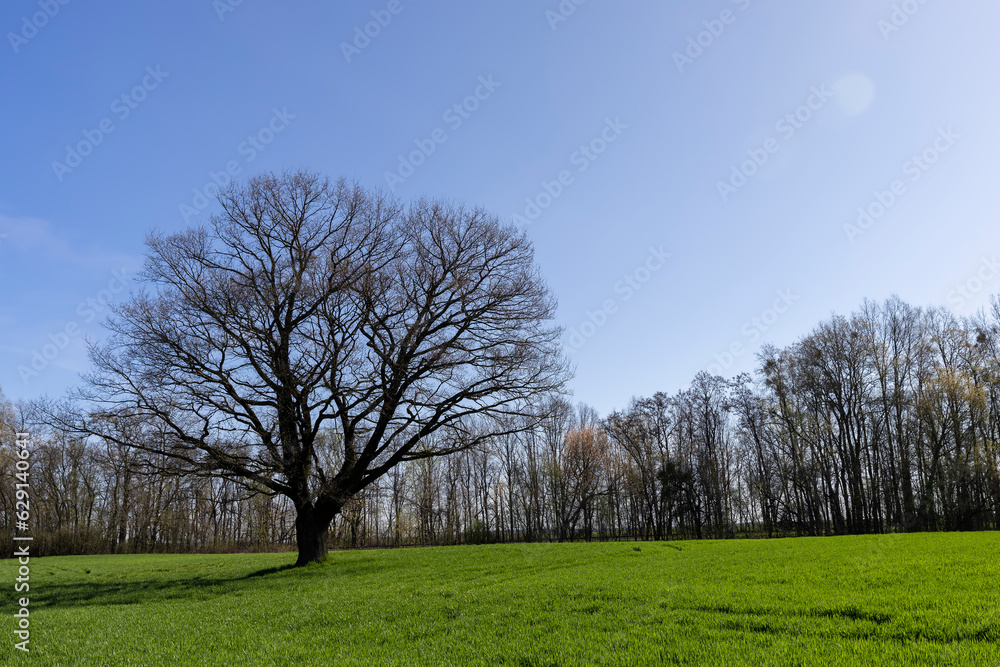 lonely growing oak without foliage in early spring lonely growing oak without foliage in early spring