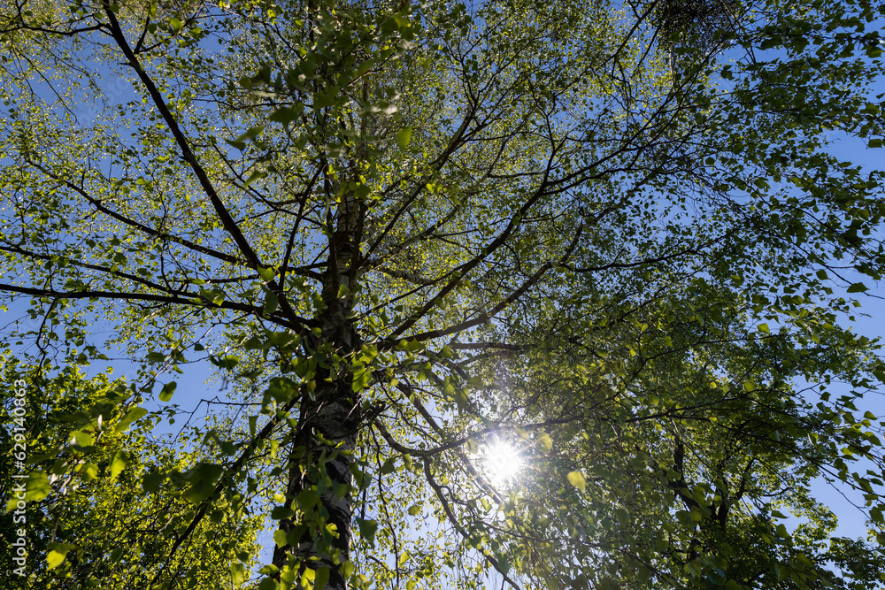 deciduous trees in the spring season in sunny weather