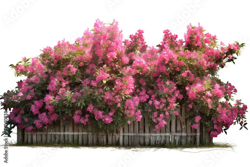 Tropical Flower shrub bush fence tree isolated plant