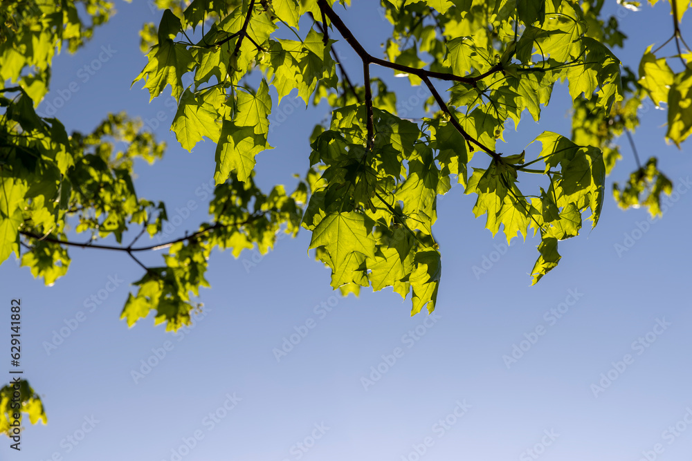 Obraz premium green foliage on a maple tree in spring bloom