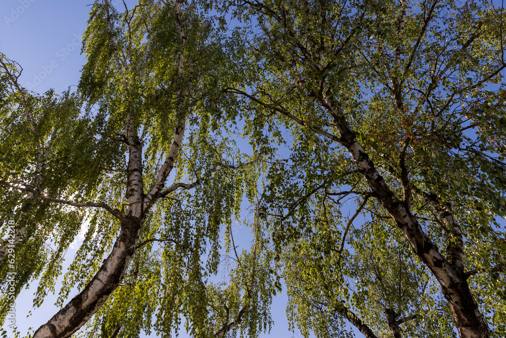 High birch tree in summer High birch tree in summer