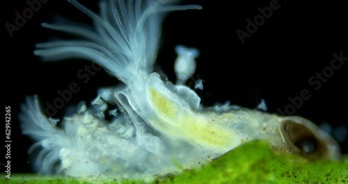 Freshwater bryozoans under microscope, Class Phylactolaemata, Order Plumatellida. Filter feeders. Similar to worms in Sabellida family photo
