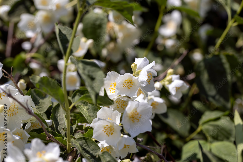 blooming white flowers jasmine bush in the spring season blooming white flowers jasmine bush in the spring season