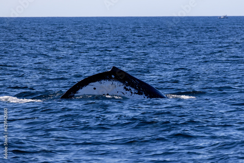 Humpback whale jout of the water. The whale is spraying water and ready to fall on its back. photo