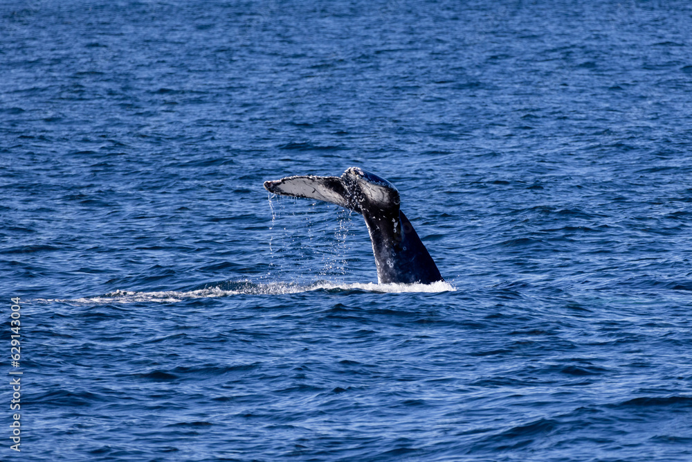 Obraz premium Humpback whale jout of the water. The whale is spraying water and ready to fall on its back.