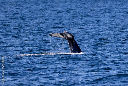 Humpback whale jout of the water. The whale is spraying water and ready to fall on its back.